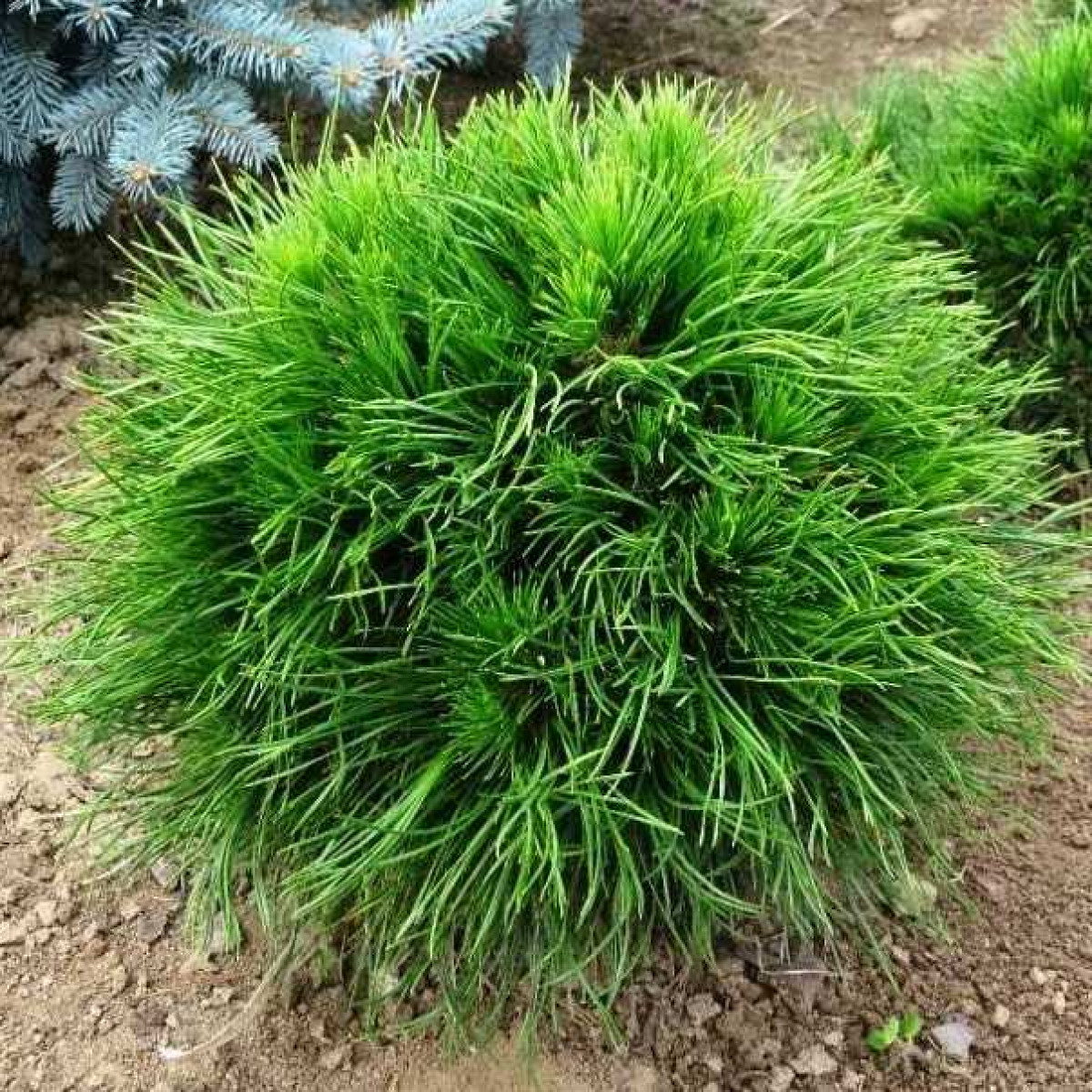 Сосна горная Varella в каталоге СЦ Корекозево