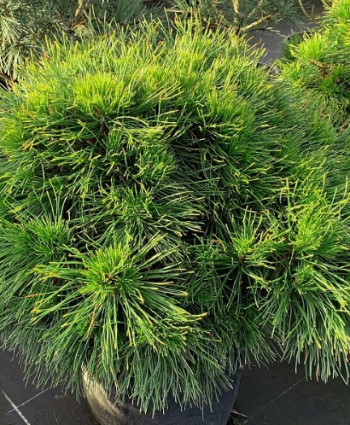 Сосна горная Varella в каталоге СЦ Корекозево