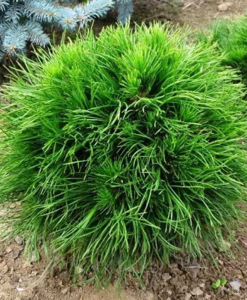 Сосна горная Varella в каталоге СЦ Корекозево