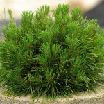 Миниатюра 3. Сосна горная 