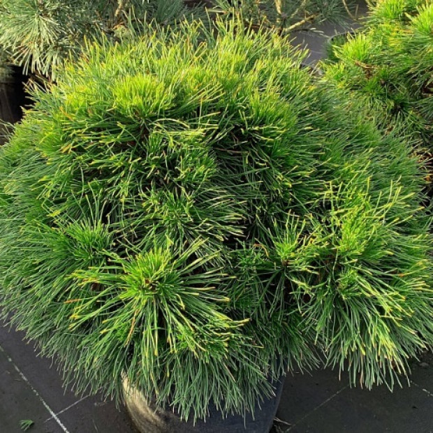 Фото 4. Сосна горная 