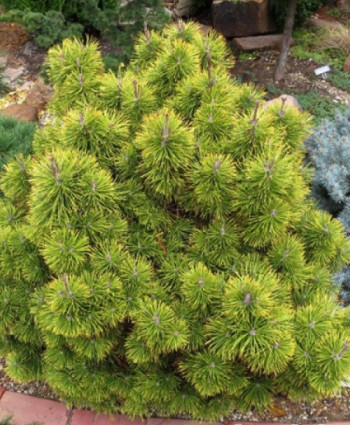 Сосна горная Zundert в каталоге СЦ Корекозево