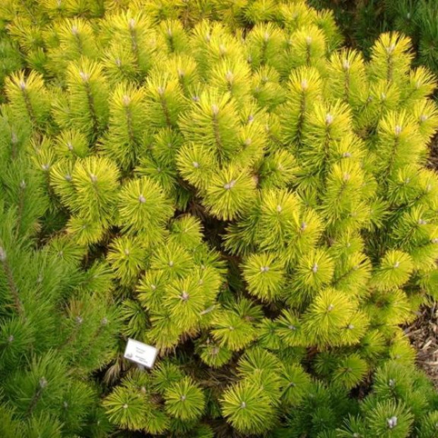 Фото 2. Сосна горная 