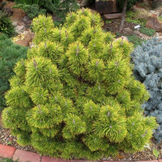 Фото 3. Сосна горная 