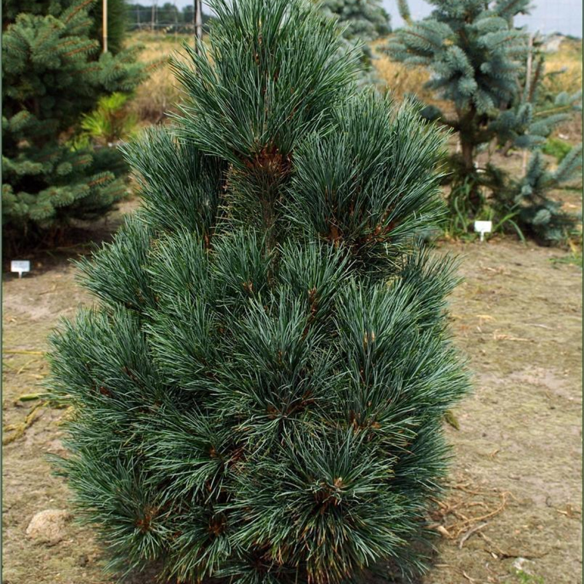 Сосна кедровая европейская Glauca Compacta в каталоге СЦ Корекозево