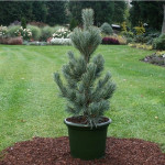 Миниатюра 2. Сосна кедровая европейская 