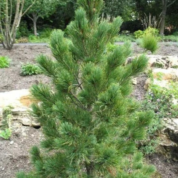 Фото 3. Сосна кедровая европейская 