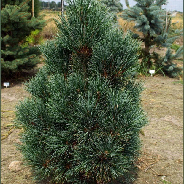 Фото 4. Сосна кедровая европейская 