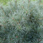 Миниатюра 4. Сосна обыкновенная 