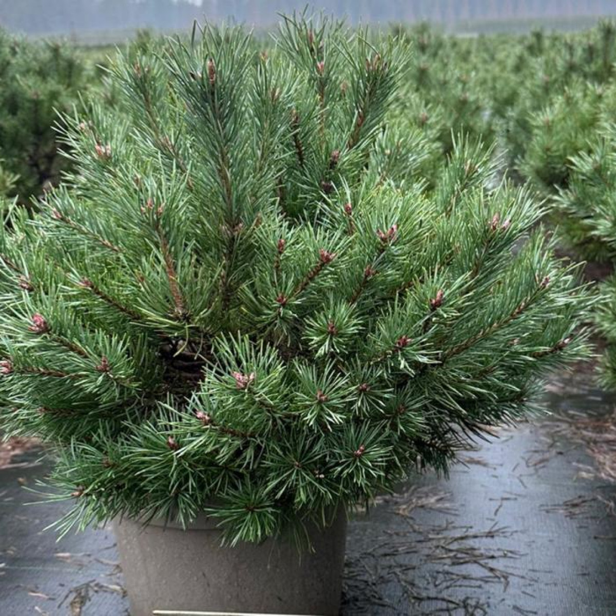 Сосна обыкновенная Martham в каталоге СЦ Корекозево