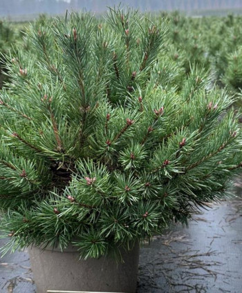 Сосна обыкновенная Martham в каталоге СЦ Корекозево