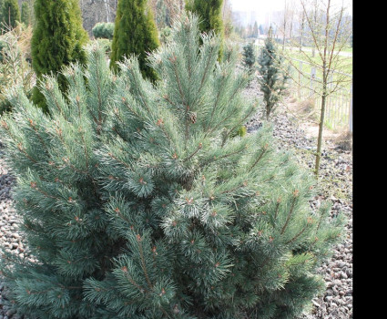 Сосна обыкновенная Watereri в каталоге СЦ Корекозево