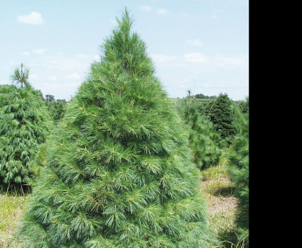 Сосна веймутова в каталоге СЦ Корекозево