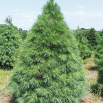 Миниатюра 1. Сосна веймутова в каталоге СЦ Корекозево