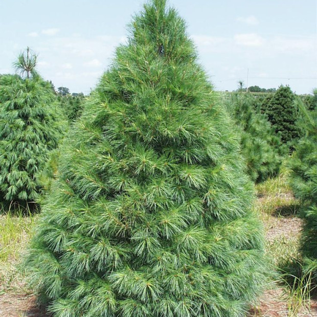 Фото 1. Сосна веймутова в каталоге СЦ Корекозево