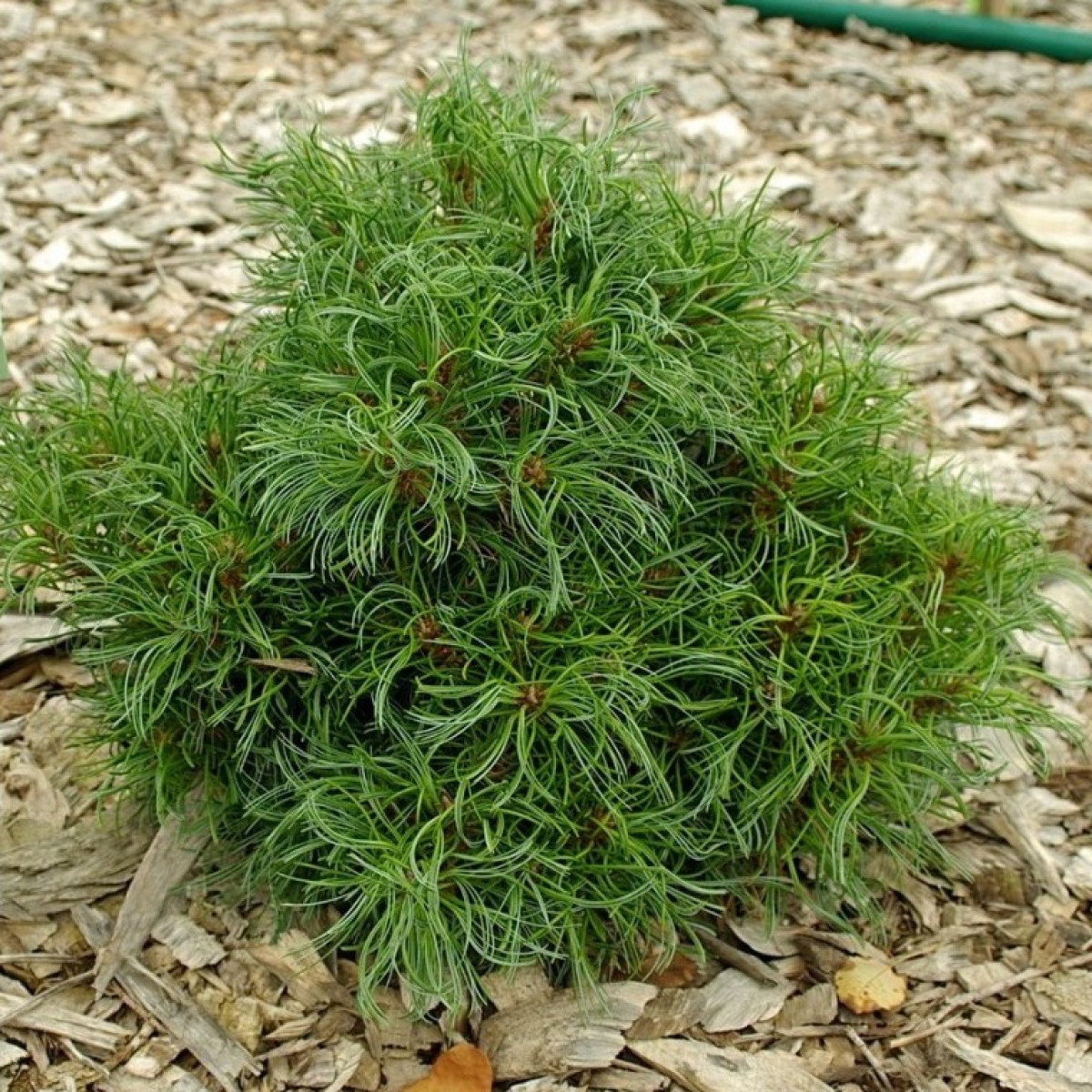 Сосна Веймутова Green Twist в каталоге СЦ Корекозево