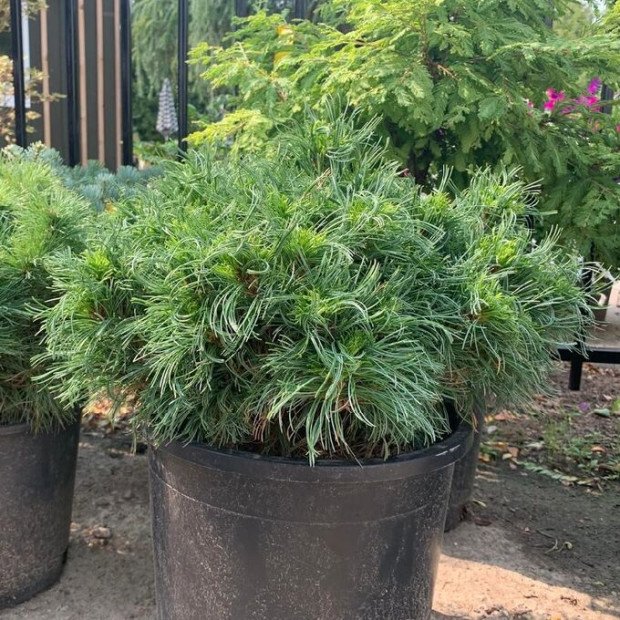 Фото 3. Сосна Веймутова 