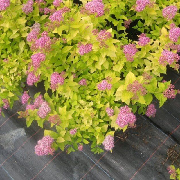 Фото 1. Спирея 