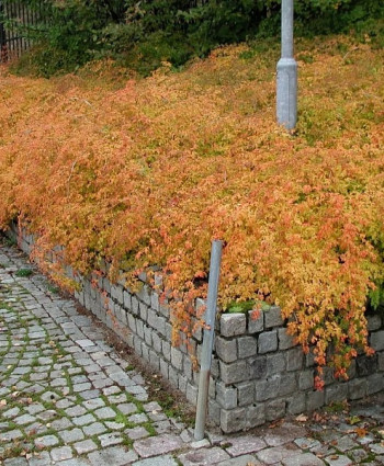 Стефанандра надрезанная в каталоге СЦ Корекозево