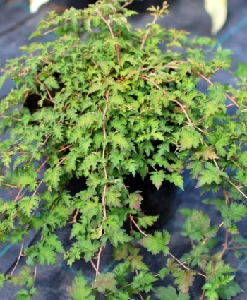 Стефанандра надрезанная в каталоге СЦ Корекозево