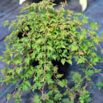 Миниатюра 2. Стефанандра надрезанная в каталоге СЦ Корекозево