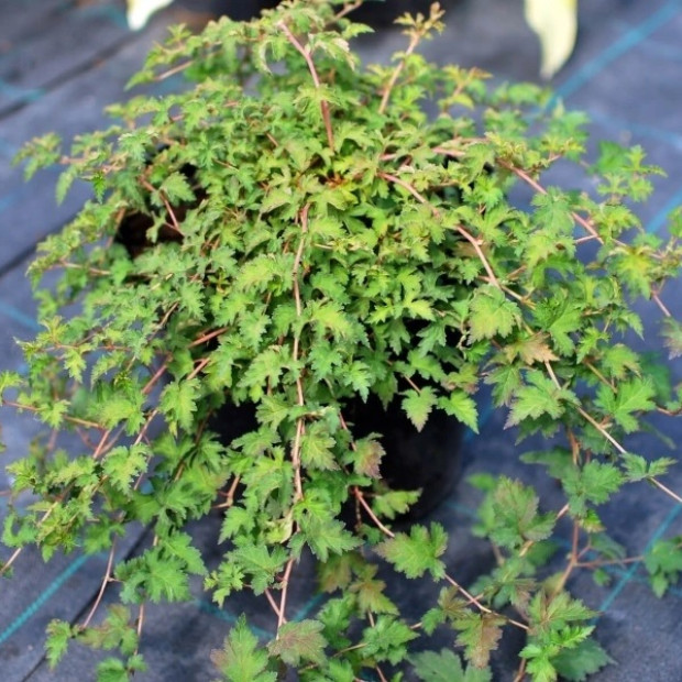 Фото 2. Стефанандра надрезанная в каталоге СЦ Корекозево