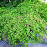 Миниатюра 1. Стефанандра надрезаннолистная 