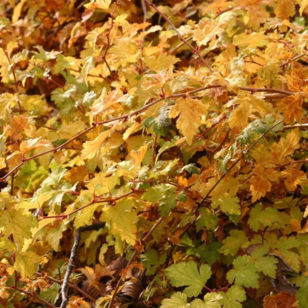 Фото 2. Стефанандра надрезаннолистная 