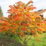 Миниатюра 1. Сумах пушистый или оленерогий (rhus typhina) в каталоге СЦ Корекозево