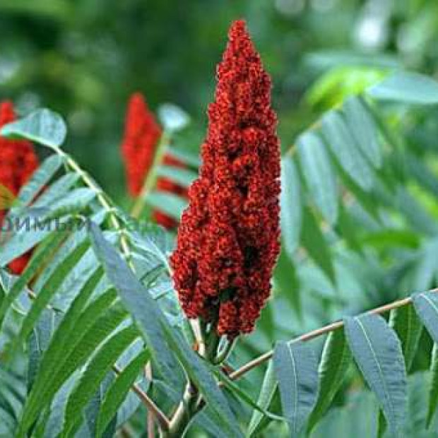 Фото 2. Сумах пушистый или оленерогий (rhus typhina) в каталоге СЦ Корекозево