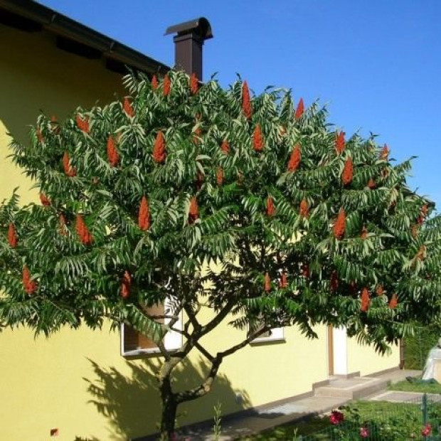 Фото 4. Сумах пушистый или оленерогий (rhus typhina) в каталоге СЦ Корекозево