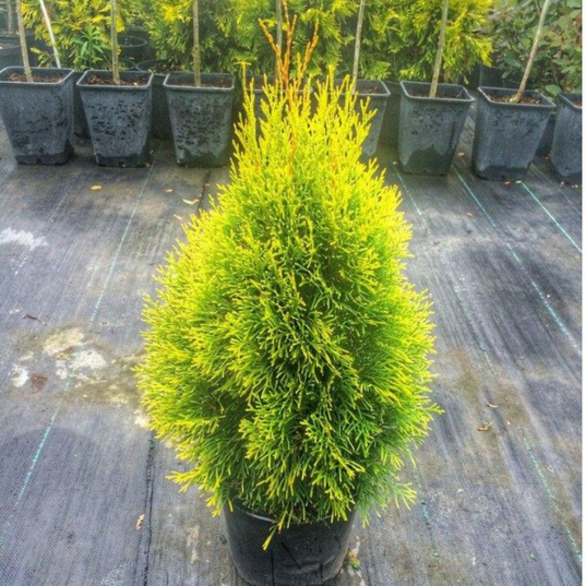 Туя западная Golden Smaragd в каталоге СЦ Корекозево