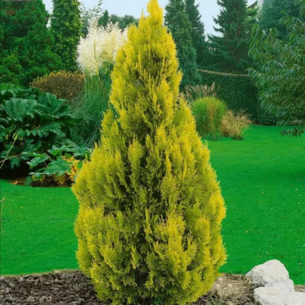 Фото 3. Туя западная 