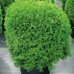 Миниатюра 2. Туя западная 