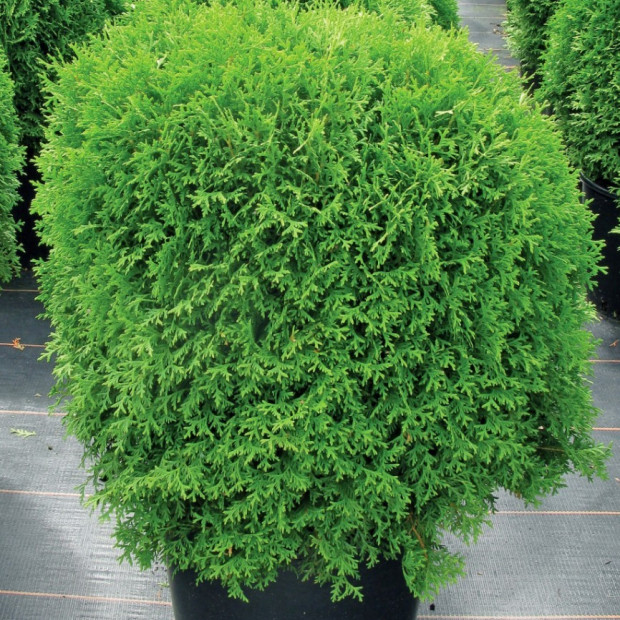 Фото 2. Туя западная 