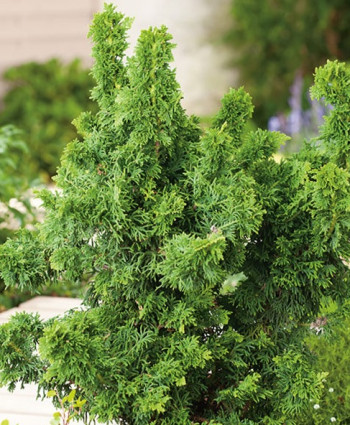 Туя западная Maloniana Holub в каталоге СЦ Корекозево