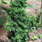 Миниатюра 1. Туя западная 