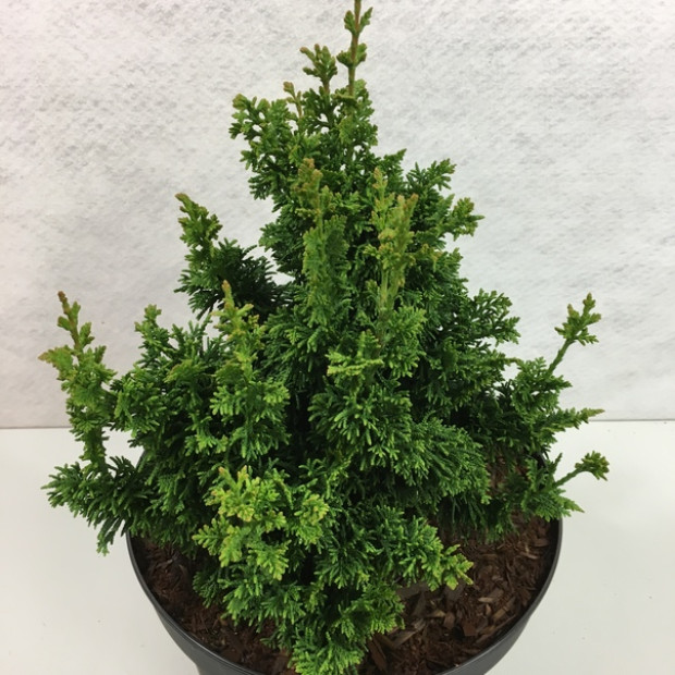 Фото 2. Туя западная 