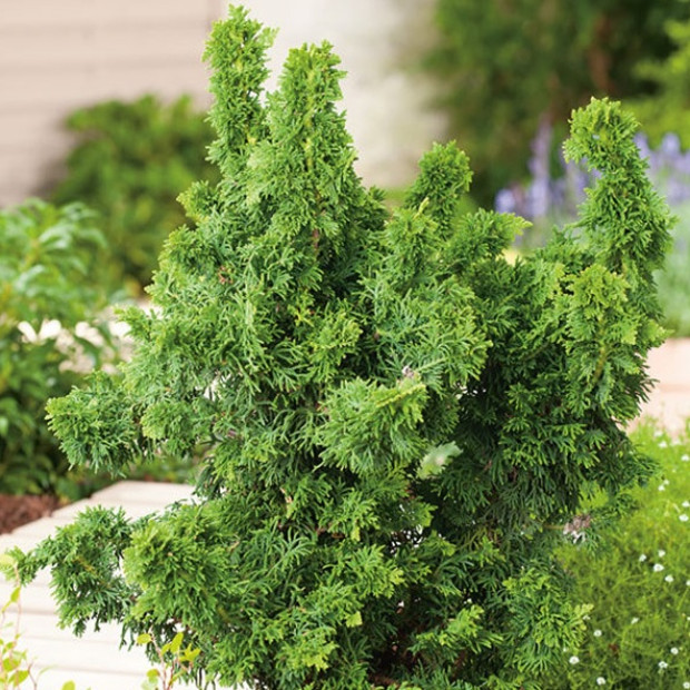 Фото 3. Туя западная 