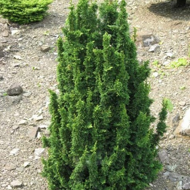 Фото 4. Туя западная 