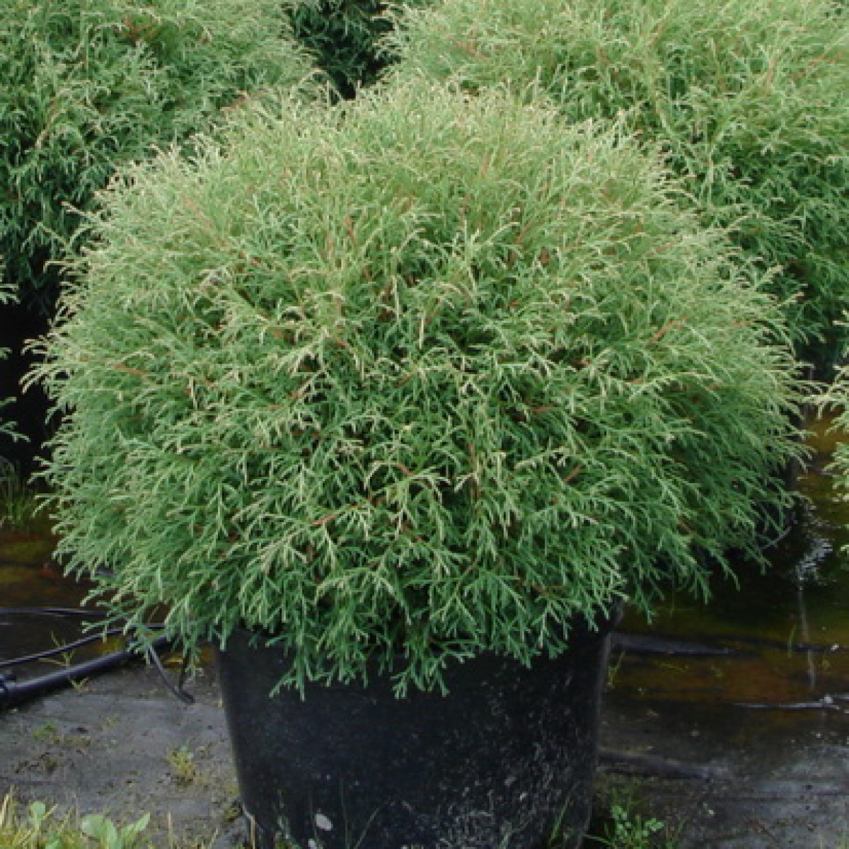 Туя западная Mr. Bowling Ball в каталоге СЦ Корекозево