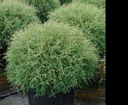 Туя западная Mr. Bowling Ball в каталоге СЦ Корекозево