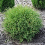 Миниатюра 1. Туя западная 