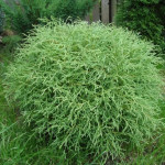 Миниатюра 4. Туя западная 