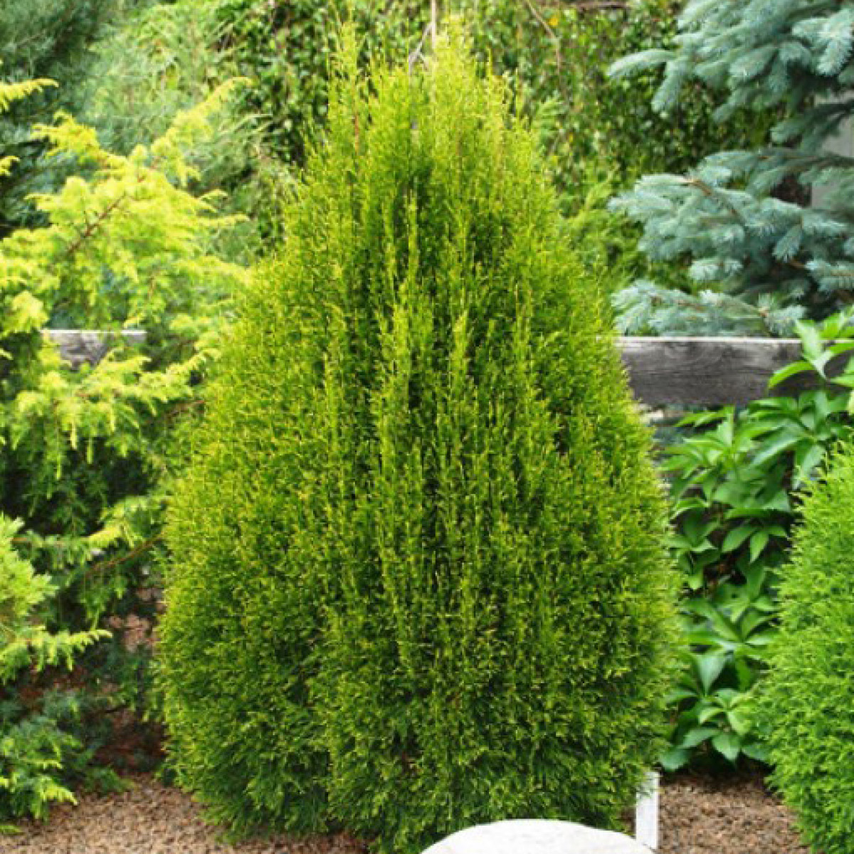 Туя западная Smaragd Witbont в каталоге СЦ Корекозево