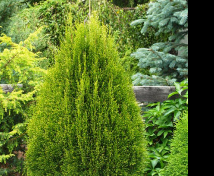 Туя западная Smaragd Witbont в каталоге СЦ Корекозево