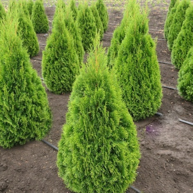 Фото 1. Туя западная 