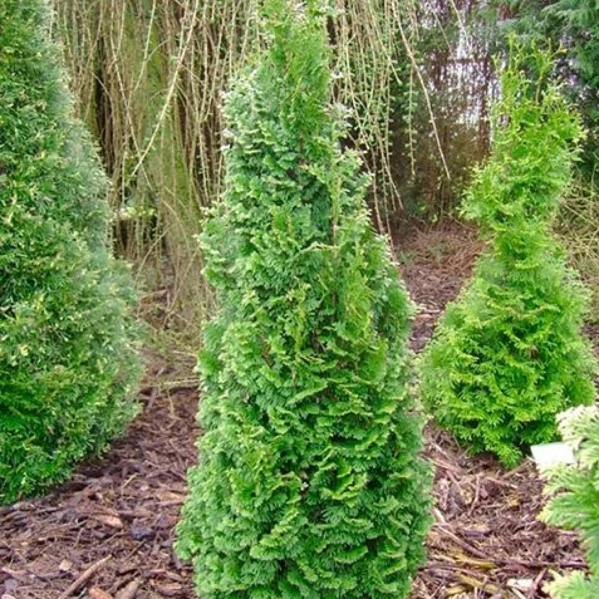 Туя западная Spiralis в каталоге СЦ Корекозево