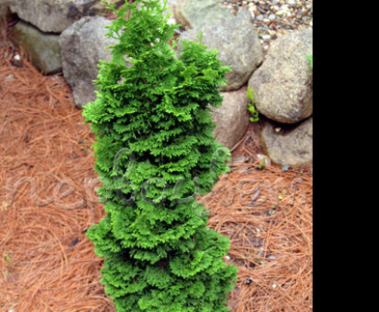 Туя западная Spiralis в каталоге СЦ Корекозево