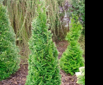 Туя западная Spiralis в каталоге СЦ Корекозево